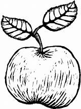Apple Fruits Coloring Pages sketch template