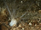 Afbeeldingsresultaten voor "thyonidium Drummondii". Grootte: 139 x 100. Bron: www.britishmarinelifepictures.co.uk