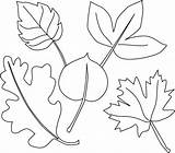 Coloring Leaf Fall Pages Printables Printable Leaves Different Print Including sketch template
