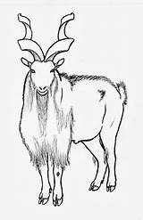 Markhor National Animal Drawing Pakistan Worksheet Animals Vbs Line Coloring Drawings Clip Search Tree Guide Everest Kindergarten Yahoo sketch template