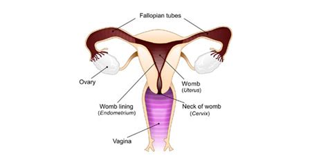 Female Reproductive System Quiz Proprofs Quiz