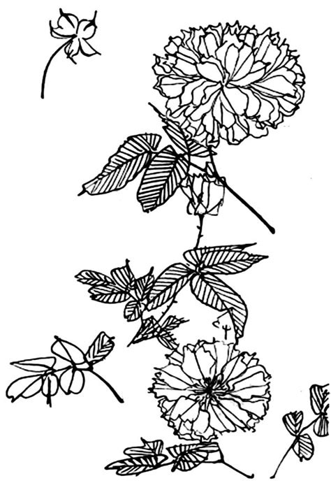 awesome picture  chrysanthemum coloring page awesome picture
