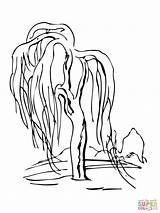 Weeping Albero Salice Piangente Willows Tattoo Disegnare Stampare sketch template
