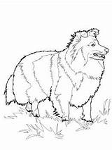 Sheepdog Shetland Collie Supercoloring sketch template