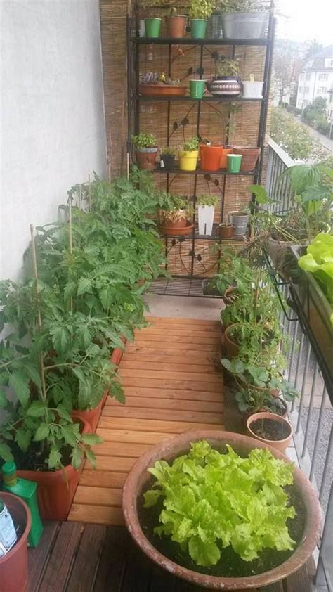 vegetables   grow   balcony create