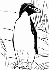 Macaroni Penguin Coloring Pages Categories sketch template