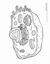 Biology sketch template