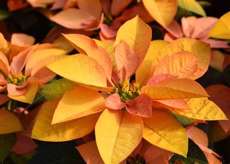 abundant poinsettia colors bring beauty  holidays mississippi state