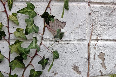 climbing ivy stock photo royalty  freeimages