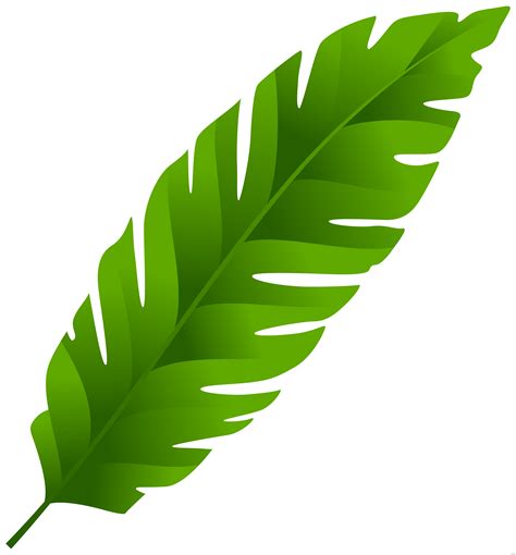 banana leaf palm leaf manuscript clip art leafs png