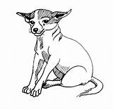 Coloring Dog Sitting Chihuahua Pages Calmly Down Netart Template sketch template