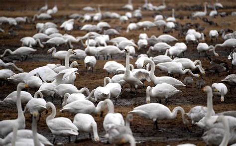 Över 1 000 svanar har landat vid tysslingen aftonbladet