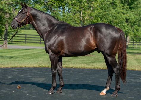 stallion details tdn thoroughbred daily news horse racing news