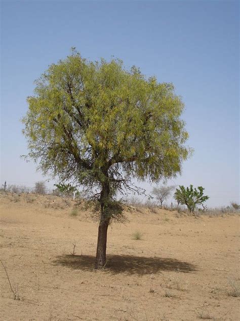 khejri  tree  inspired chipko movement  dying  slow death research news
