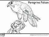 Coloring Pages Falcon Peregrine Hawk Bird Marvel Animal Kids Getcolorings Printable Birds Prey Ministerofbeans Print Color Animals Catch Colori sketch template
