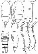 Afbeeldingsresultaten voor "tharybis Asymmetrica". Grootte: 132 x 185. Bron: copepodes.obs-banyuls.fr