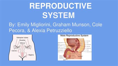 ppt reproductive s ystem powerpoint presentation free download id
