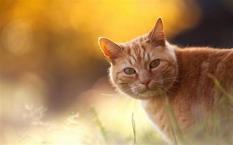 red cat   orange background wallpapers  images wallpapers