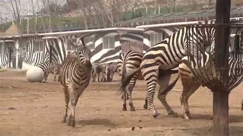 Zebra Tries To Have Sex Youtube