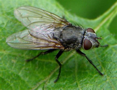 rid  cluster flies naturally   house