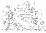 Coloring Pages Marine Life Seabed Coloringtop sketch template