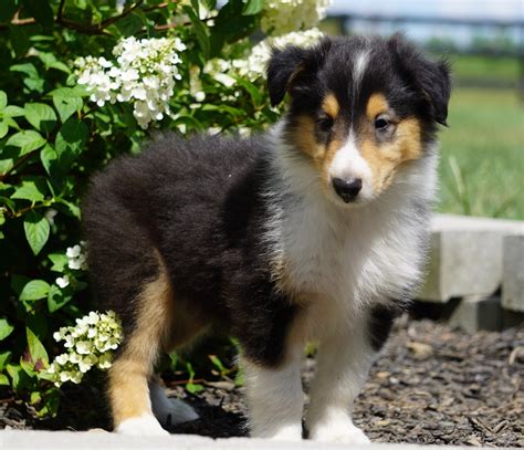 lassie collie for sale fredericksburg oh male dan ac puppies llc