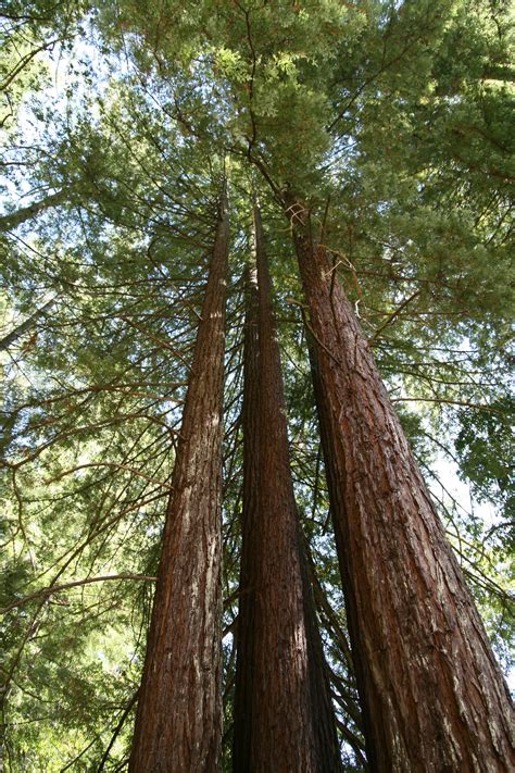 filesequoia sempervirens armstrongjpg