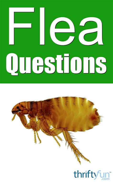 flea questions thriftyfun