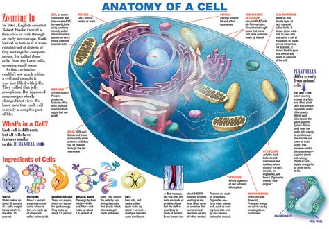 infographic anatomy   cell kids discover