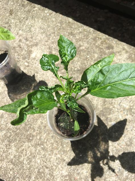 pepper plant wilting rpeppers