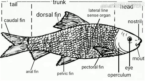 diagram  fishwell labelled diagram  fish   draw fish diagram