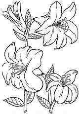 Blumen Malvorlage Ausmalen Druckvorlagen Pinnwand Ausmalbildertv sketch template