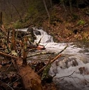 Image result for Barbours Creek Wilderness. Size: 184 x 181. Source: www.alltrails.com