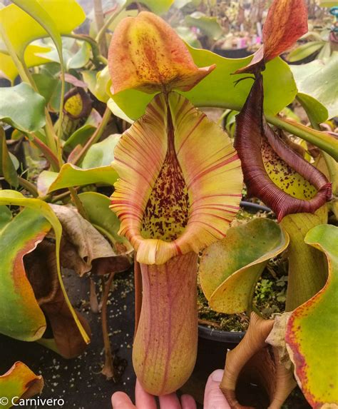 nepenthes truncata highland red carnivero