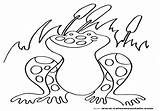 Bullfrog Getdrawings Cattail sketch template