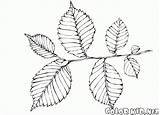 Coloring Leaf Tree Template Elm Birch Leaves Pages Colorkid sketch template