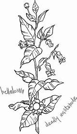 Belladonna Vector Atropa Illustration Plant Illustrations Flower Stock Fruits Leaves Its sketch template