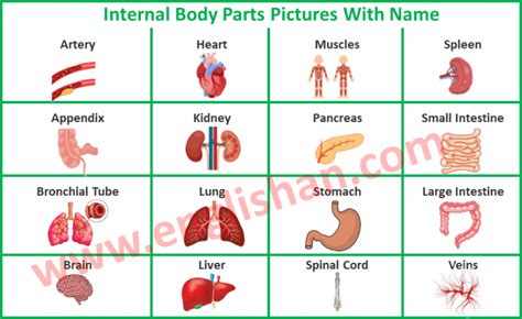 internal body parts pictures   englishan