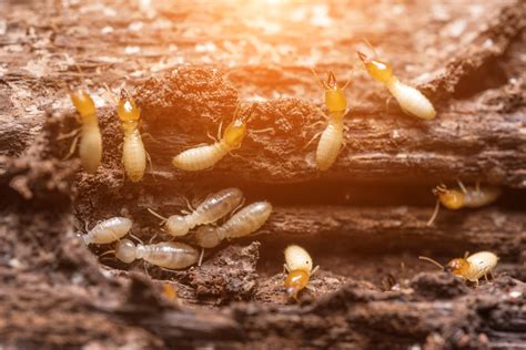 facts  termites  tiny terrors tearing  homes