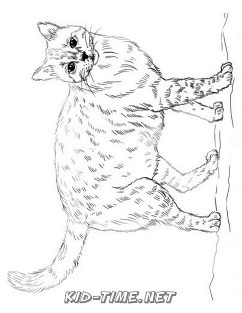 realistic cat cat coloring book page sheet  kids time fun places