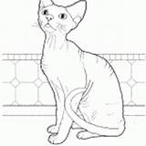 Coloring Cats Rex Devon Pages sketch template