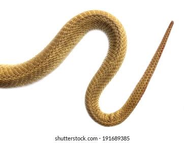snake tail images stock   objects vectors