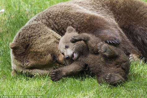 brown bear cub gets a cuddle and plays with its mother in sweden