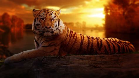 majestic tiger pictures pexels  stock