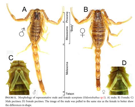 The Scorpion Files Newsblog Sexual Dimorphism In Scorpions Of The