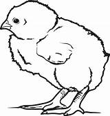 Chicks sketch template