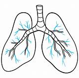 Lungs Bronchi Easydrawingguides Forming Bronchioles sketch template