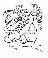 Alligator Coloring Pages Printable Kids Animal sketch template