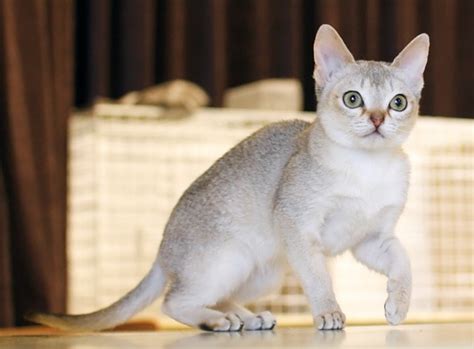 singapura cat breed info history personality kittens pictures