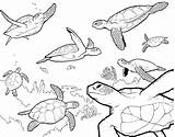 Turtle Coloring Sea Pages Drawing Baby Printable Kids Ocean Outline Cute Finding Turtles Swimming Easy Nemo Color Plants Adult Realistic sketch template